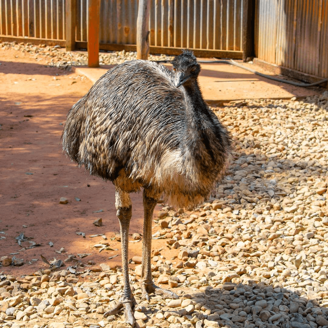 Emu