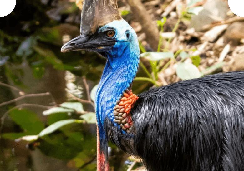 Southern cassowary