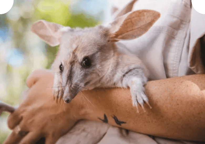 Bilby Discovery Centre