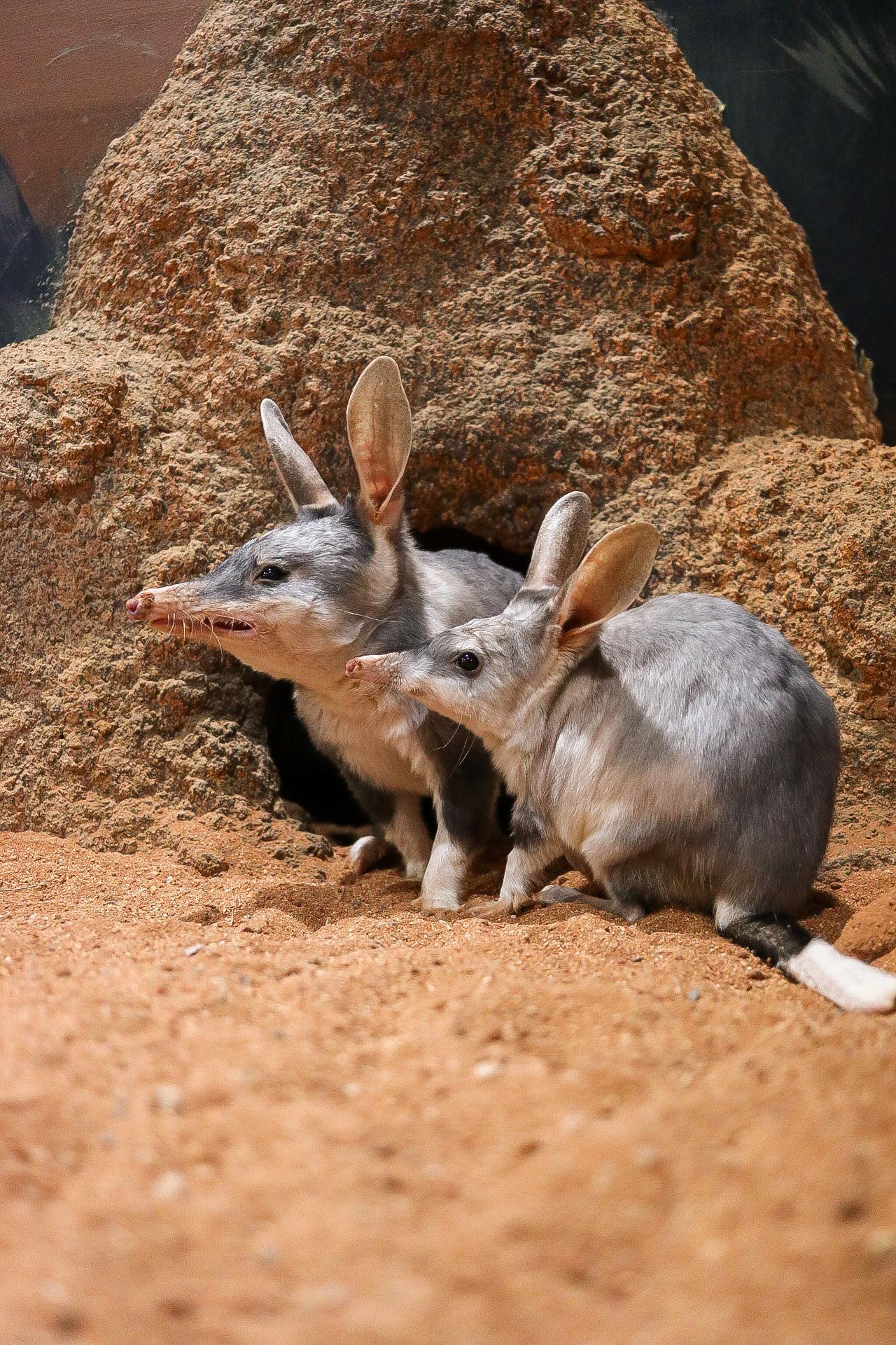 Bilby Talk