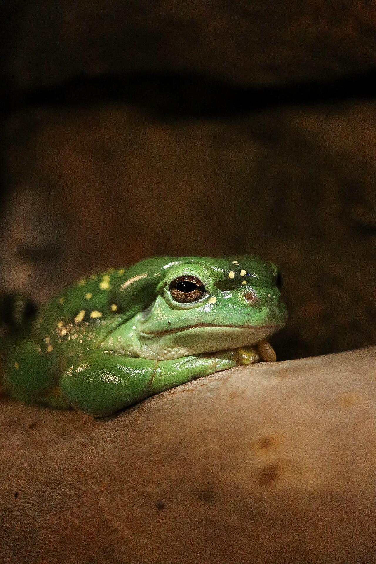 Magnificent tree frog