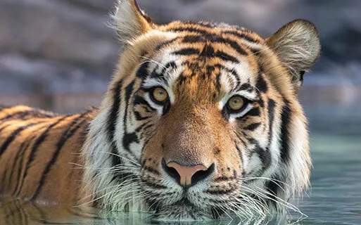 Tiger Island Keeper Talk