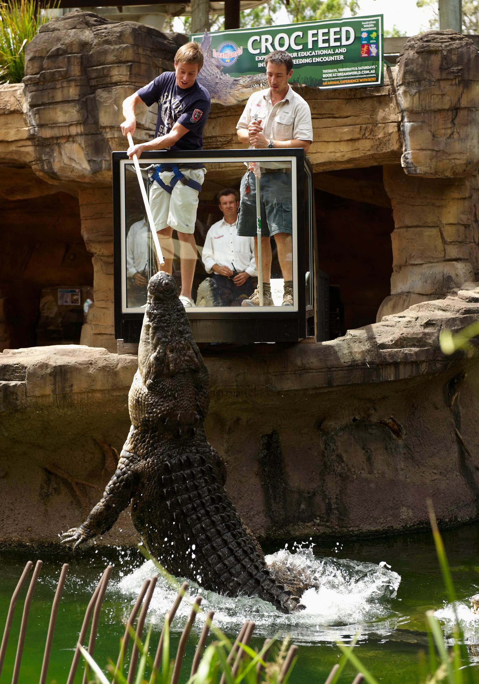 Crocodile Presentation