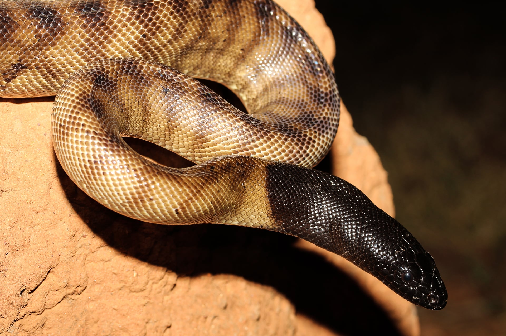 Black-headed python