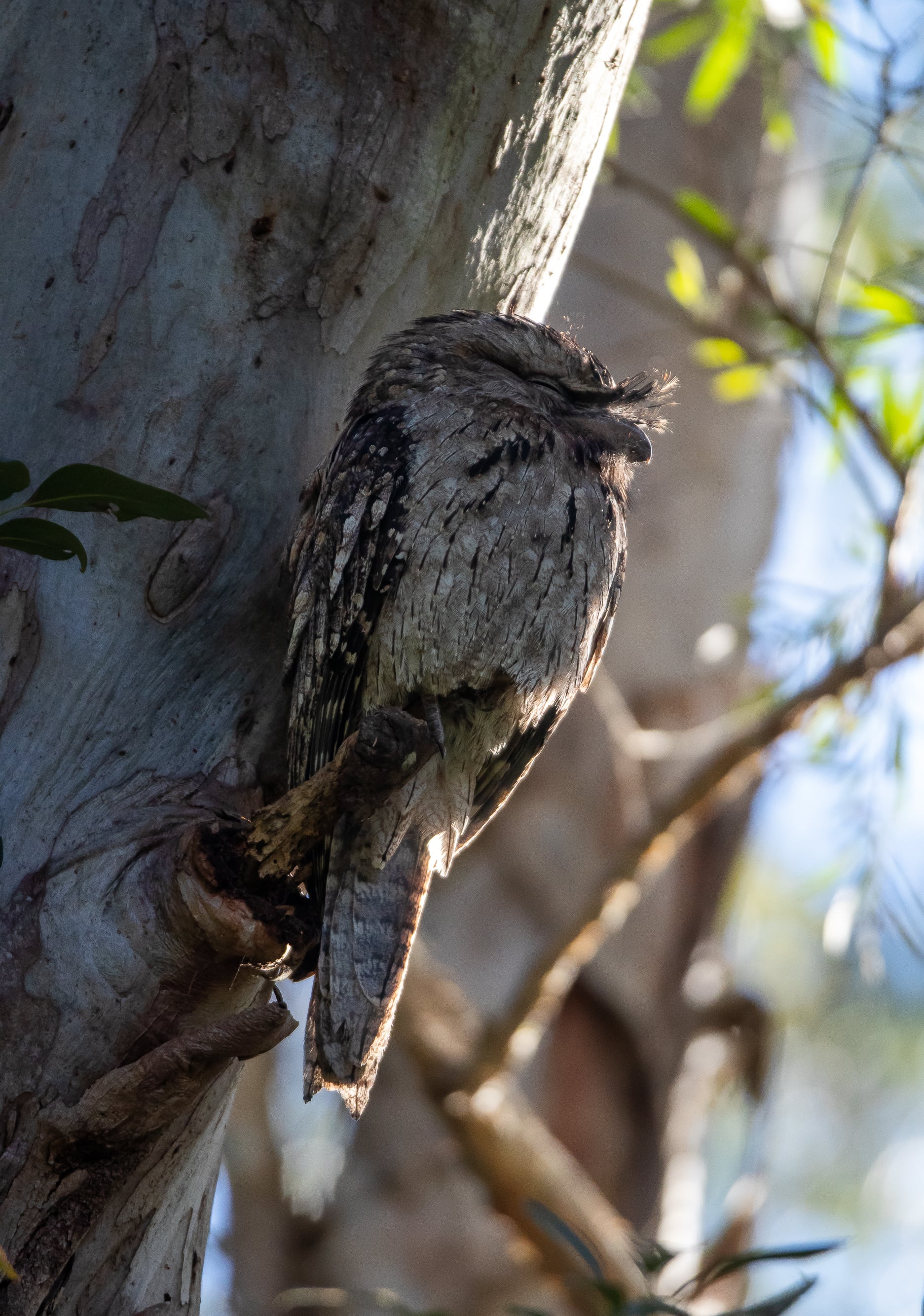 Tawny frogmouth