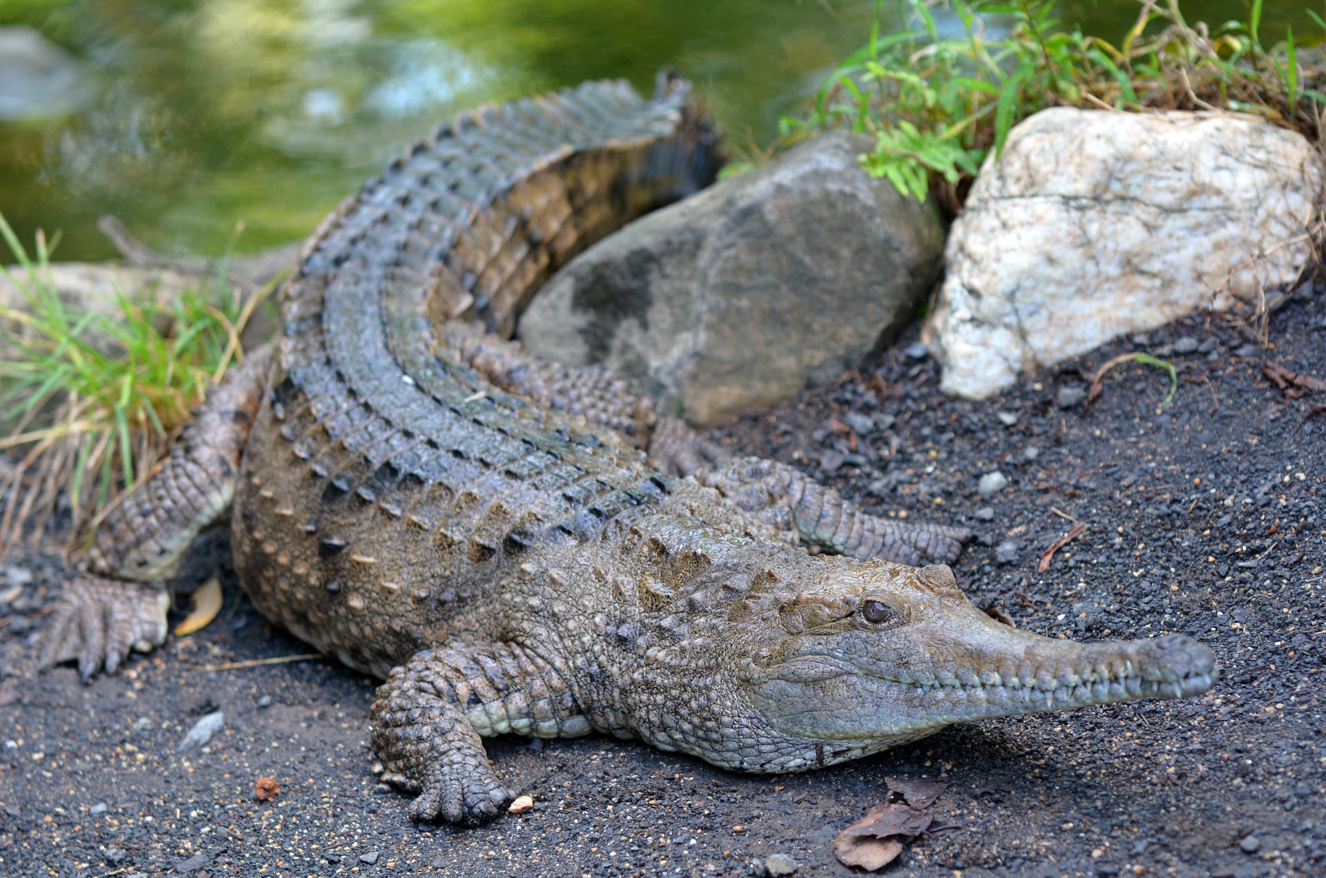 freshwater croc