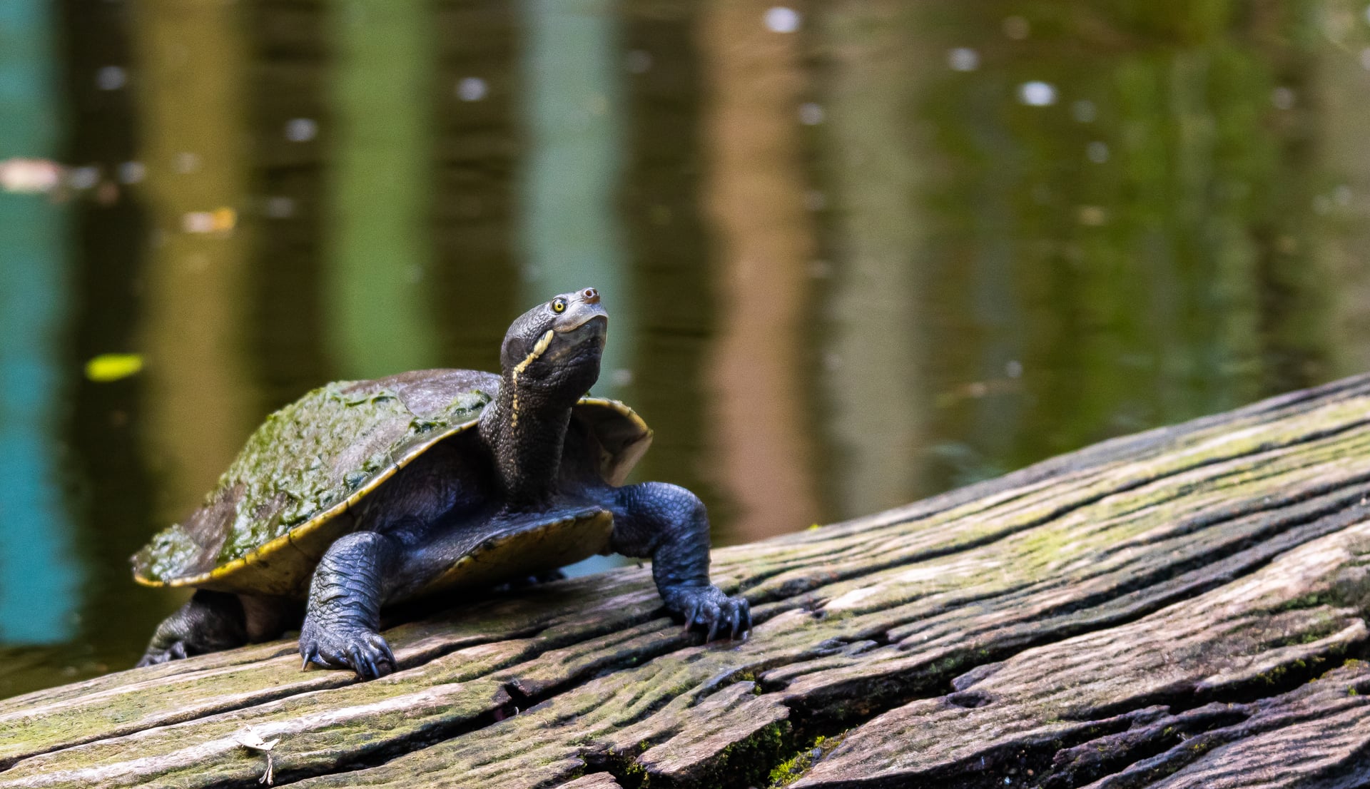 Brisbane river turtle