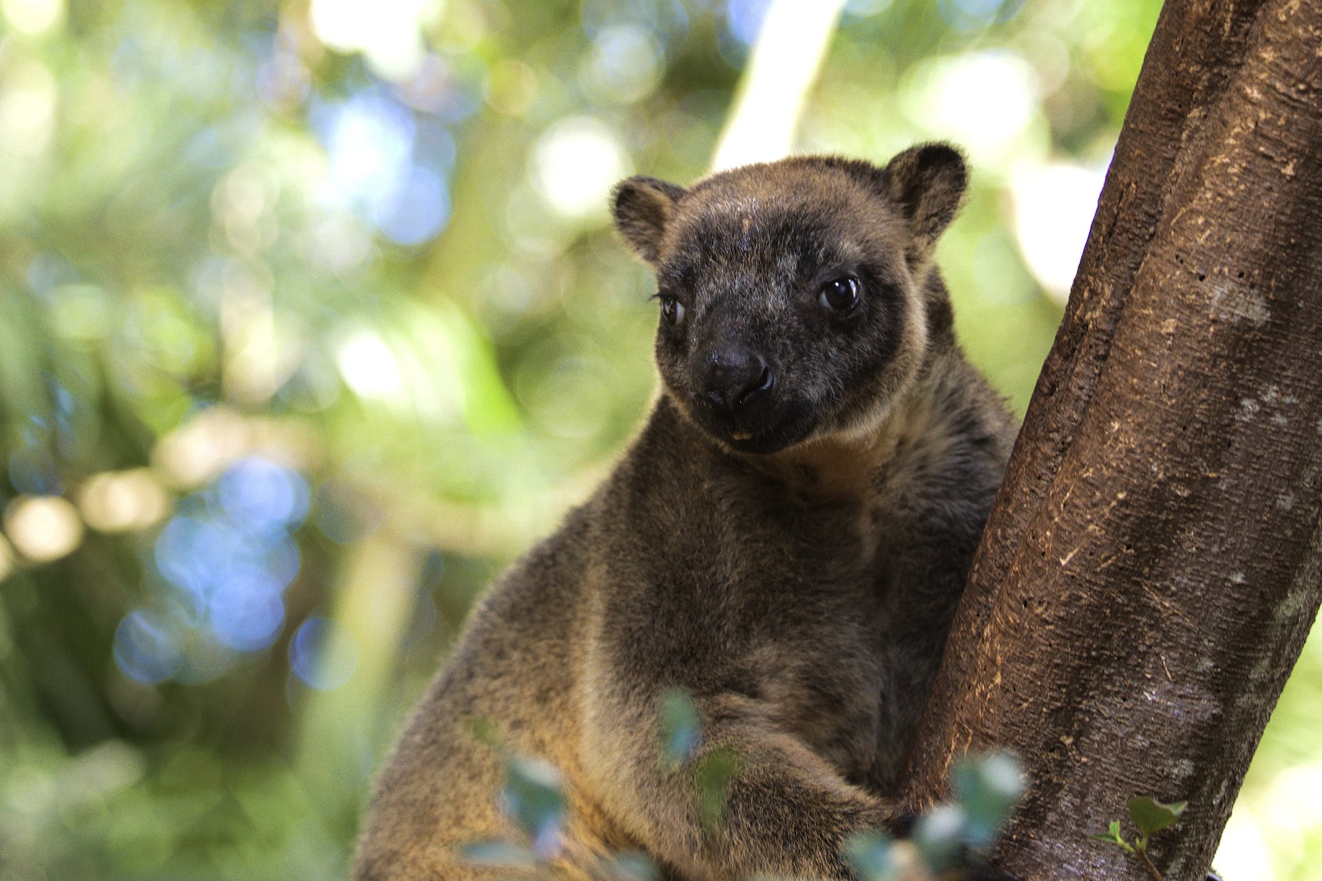 Tree Kangaroo