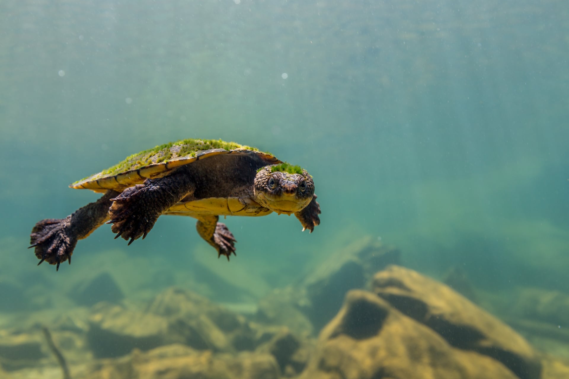 White-throated Snapping Turtle